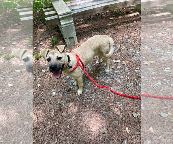 Medium Photo #1 Mutt Puppy For Sale in McCormick, SC, USA