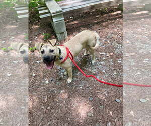 Mutt Dogs for adoption in McCormick, SC, USA