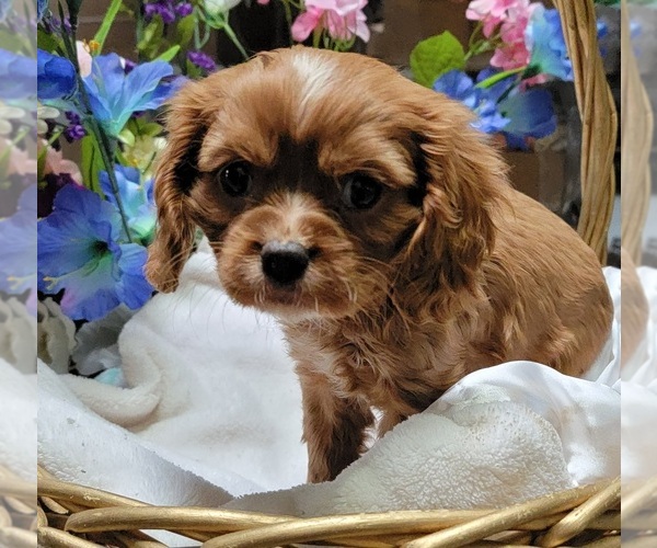 Medium Photo #2 Cavalier King Charles Spaniel Puppy For Sale in GOBLES, MI, USA