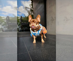 Small Photo #1 French Bulldog Puppy For Sale in CUTLER BAY, FL, USA