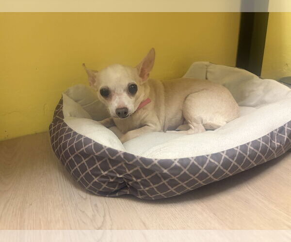 Medium Photo #6 Chihuahua Puppy For Sale in Raleigh, NC, USA