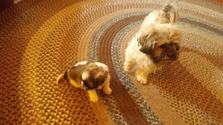 Shih Tzu Puppy for sale in TAYLORVILLE, IL, USA