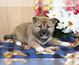 Shiba Inu Puppy for sale in SHILOH, OH, USA