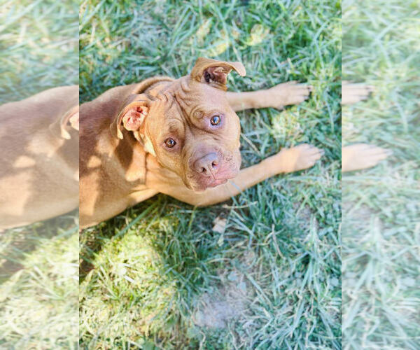 Medium Photo #2 Mutt Puppy For Sale in Hinton, WV, USA