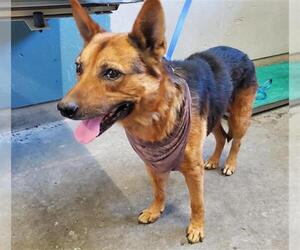 German Shepherd Dog-Unknown Mix Dogs for adoption in Camarillo, CA, USA