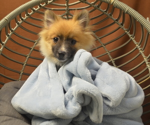 Pomeranian Dog for Adoption in PATERSON, New Jersey USA