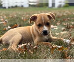 Small #5 Labrador Retriever Mix