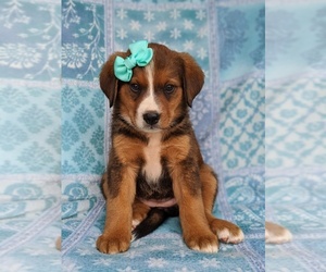 Bernese Mountain Dog-Unknown Mix Puppy for sale in AIRVILLE, PA, USA