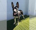 Small #1 German Shepherd Dog Mix
