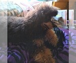 Small Photo #1 Poodle (Miniature) Puppy For Sale in LEBANON, OR, USA