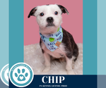 Small #2 Boston Terrier Mix