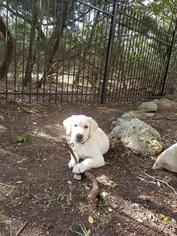 Labrador Retriever Puppy for sale in SAN ANTONIO, TX, USA