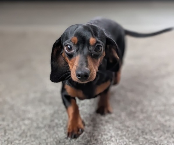 Medium Photo #5 Dachshund Puppy For Sale in GOSHEN, IN, USA