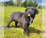 Puppy Love Australian Cattle Dog-Labrador Retriever Mix