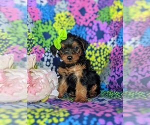 YorkiePoo Puppy for sale in QUARRYVILLE, PA, USA