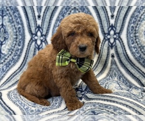 Goldendoodle (Miniature) Puppy for sale in LAKELAND, FL, USA