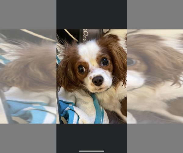 Medium Photo #1 Cavalier King Charles Spaniel Puppy For Sale in FRISCO, TX, USA