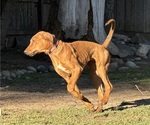 Small #9 Labrador Retriever-Rhodesian Ridgeback Mix