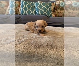 Poodle (Standard)-Schnoodle (Standard) Mix Puppy for sale in MADISON, AL, USA