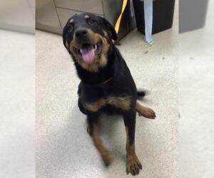 Medium Rottweiler Mix