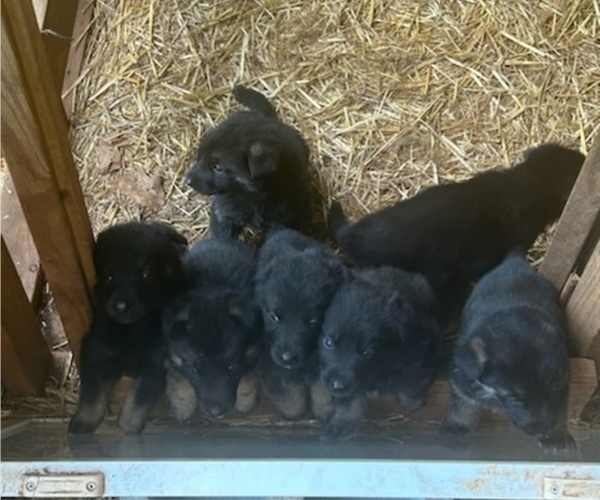 Medium Photo #2 German Shepherd Dog Puppy For Sale in NORCROSS, GA, USA