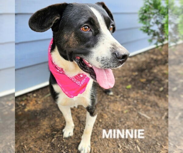 Medium Photo #2 Border Collie-Unknown Mix Puppy For Sale in Maryville, TN, USA