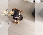 CORKY - Male Anatolian Shepherd Dog for Adoption - Small photo