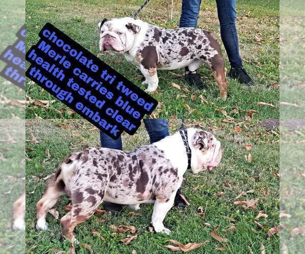 Medium Photo #1 Bulldog Puppy For Sale in STRAFFORD, MO, USA
