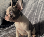 Small #1 French Bulldog