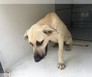Black Mouth Cur-Unknown Mix Dogs for adoption in Houston, TX, USA