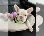 Puppy Marshmello French Bulldog