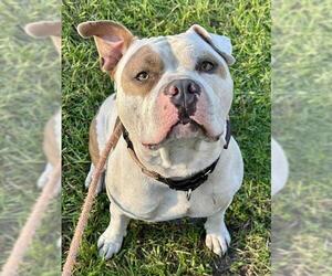 American Bulldog Dogs for adoption in Fort Lauderdale, FL, USA