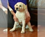 Small Photo #3 Labrador Retriever Puppy For Sale in TAFT, TN, USA