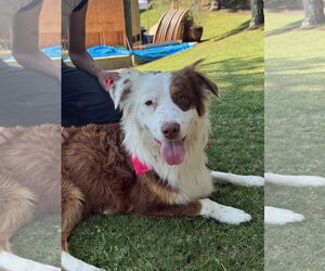 Medium Australian Shepherd