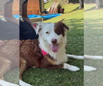 Small Australian Shepherd