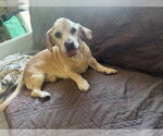 Small #2 Beagle Mix