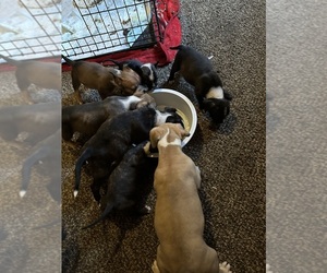 American Pit Bull Terrier Puppy for sale in DAYTON, OH, USA