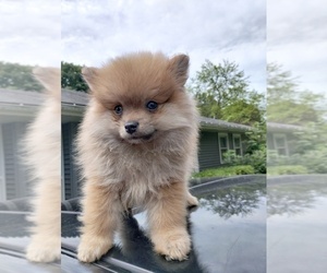Pomeranian Puppy for sale in VALPARAISO, IN, USA
