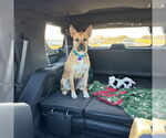Small Photo #12 American Pit Bull Terrier-Unknown Mix Puppy For Sale in Fargo, ND, USA
