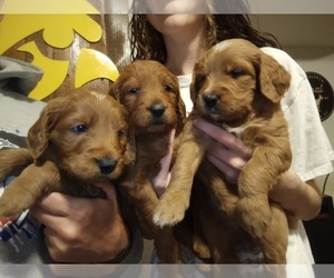 Goldendoodle Puppy for sale in SONORA, KY, USA