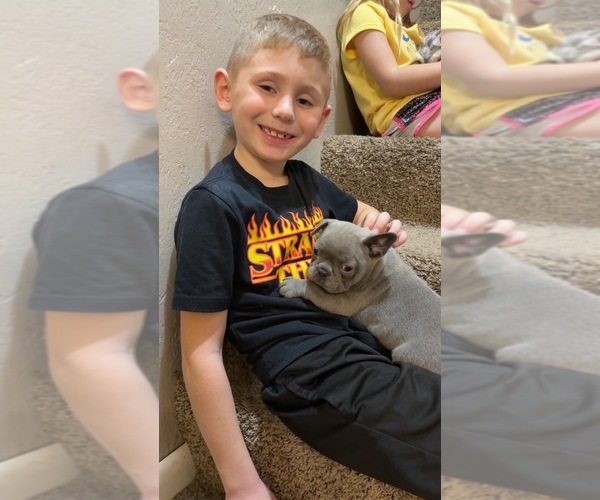 Medium Photo #16 French Bulldog Puppy For Sale in EAST LIVERPOOL, OH, USA