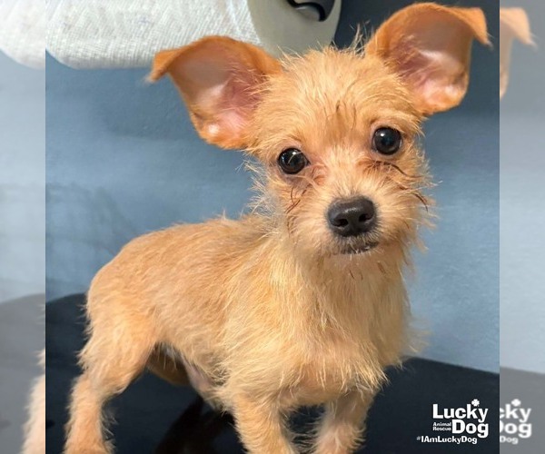 Medium Photo #2 Chihuahua-Unknown Mix Puppy For Sale in Washington, DC, USA