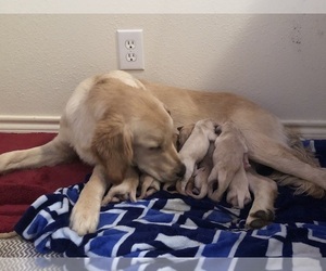 Mother of the Golden Retriever puppies born on 07/16/2019