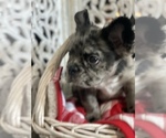 Small Photo #11 French Bulldog Puppy For Sale in SAN DIEGO, CA, USA
