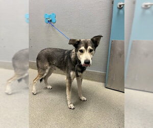 Siberian Husky-Unknown Mix Dogs for adoption in Las Vegas, NV, USA