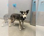 *BRUHMPS - Male Siberian Husky-Unknown Mix Dog for Adoption - Small photo