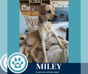 Puggle Dogs for adoption in Kimberton, PA, USA