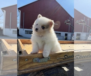 Pomeranian Puppy for sale in OXFORD, PA, USA