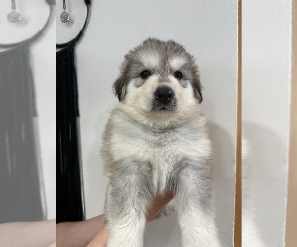Medium Photo #7 German Shepherd Dog-Great Pyrenees Mix Puppy For Sale in DULUTH, MN, USA