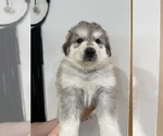 Small Photo #7 German Shepherd Dog-Great Pyrenees Mix Puppy For Sale in DULUTH, MN, USA